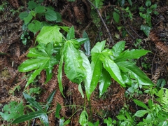 Kalopanax septemlobus