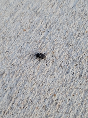 Sphenophorus cicatristriatus