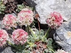 Eriogonum holmgrenii