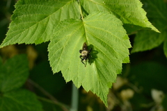 Laphria flavicollis