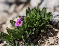Primula nevadensis