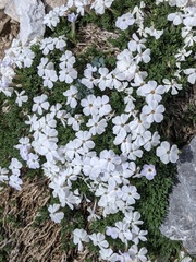 Phlox pulvinata