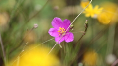 Phemeranthus calcaricus