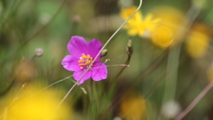 Phemeranthus calcaricus