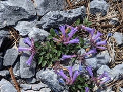 Penstemon decurvus