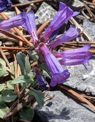 Penstemon decurvus