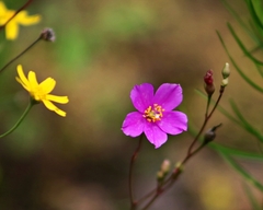 Phemeranthus calcaricus