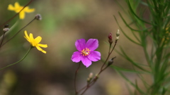 Phemeranthus calcaricus