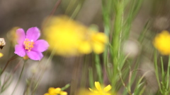 Phemeranthus calcaricus