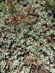 Eriogonum caespitosum