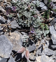 Astragalus platytropis