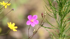 Phemeranthus calcaricus