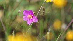 Phemeranthus calcaricus
