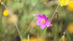 Phemeranthus calcaricus