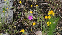 Phemeranthus calcaricus