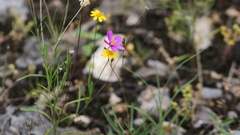 Phemeranthus calcaricus