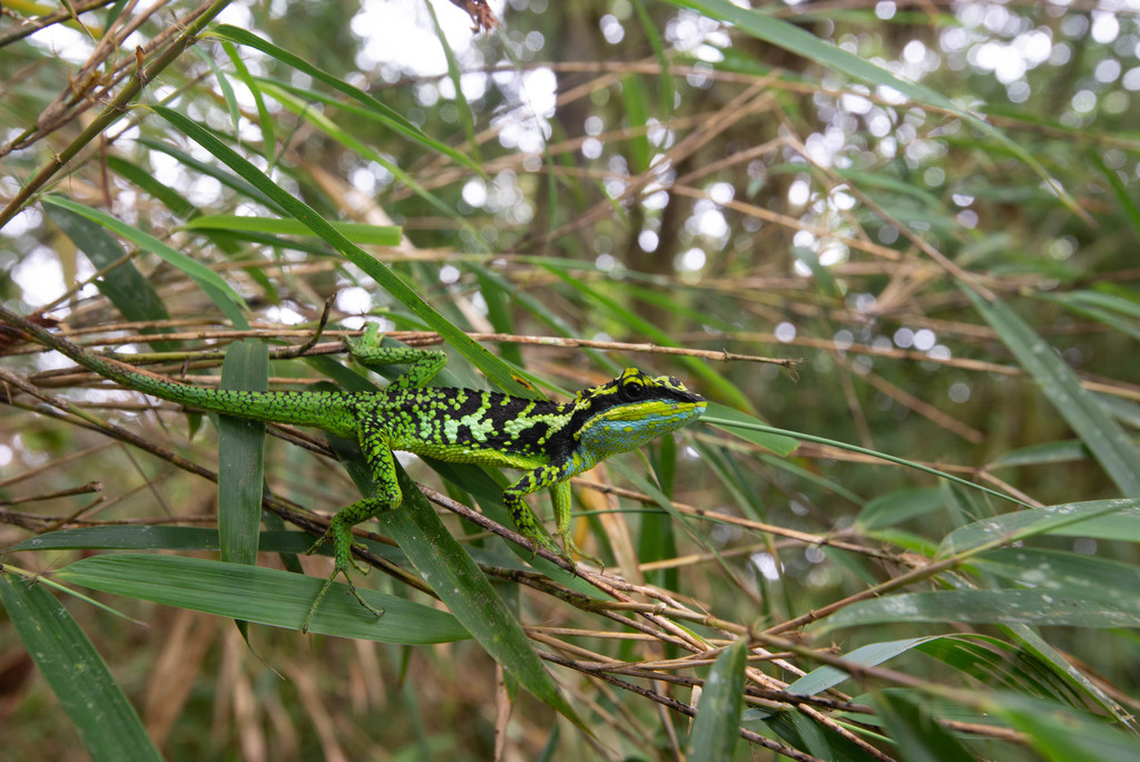 Lue's Mountain Lizard