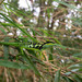 Lue's Mountain Lizard - Photo (c) 張智翔, some rights reserved (CC BY-NC), uploaded by 張智翔