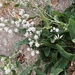photo of Broadleaved Pepperweed (Lepidium latifolium)