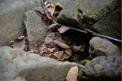 Deinagkistrodon acutus