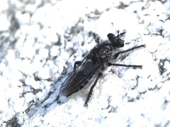 Andrenosomatini