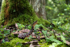 Deinagkistrodon acutus