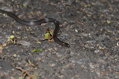 Calamaria pavimentata
