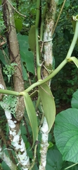 Vanilla planifolia