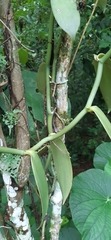 Vanilla planifolia