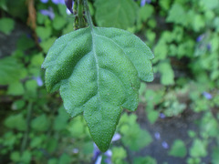 Plectranthus saccatus