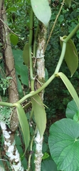 Vanilla planifolia