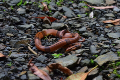 Oreocryptophis porphyraceus