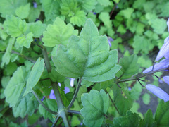 Plectranthus saccatus