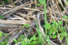 Eutropis cumingi