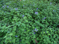 Plectranthus saccatus