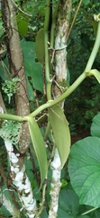 Vanilla planifolia