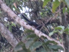 Callosciurus prevostii pluto