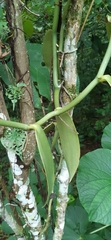 Vanilla planifolia