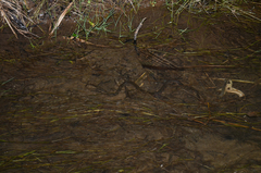 Trimerodytes annularis