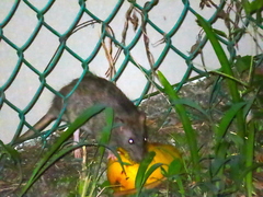 Rattus tanezumi