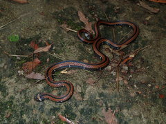 Sinomicrurus sauteri