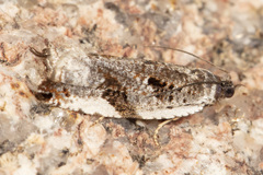 Ancylis mediofasciana