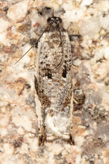 Ancylis mediofasciana