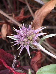 Eryngium armatum