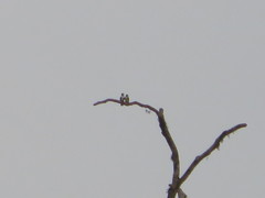 Microhierax latifrons