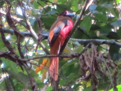 Harpactes diardii diardii