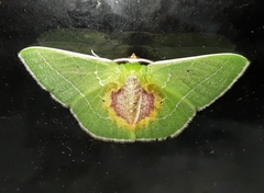 Nemoria astraea