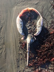 Sympterygia brevicaudata