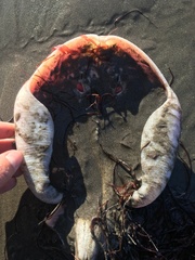 Sympterygia brevicaudata