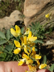 Lupinus croceus